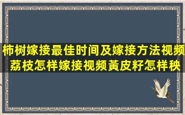 柿树嫁接最佳时间及嫁接方法视频 荔枝怎样嫁接视频黃皮籽怎样秧苗